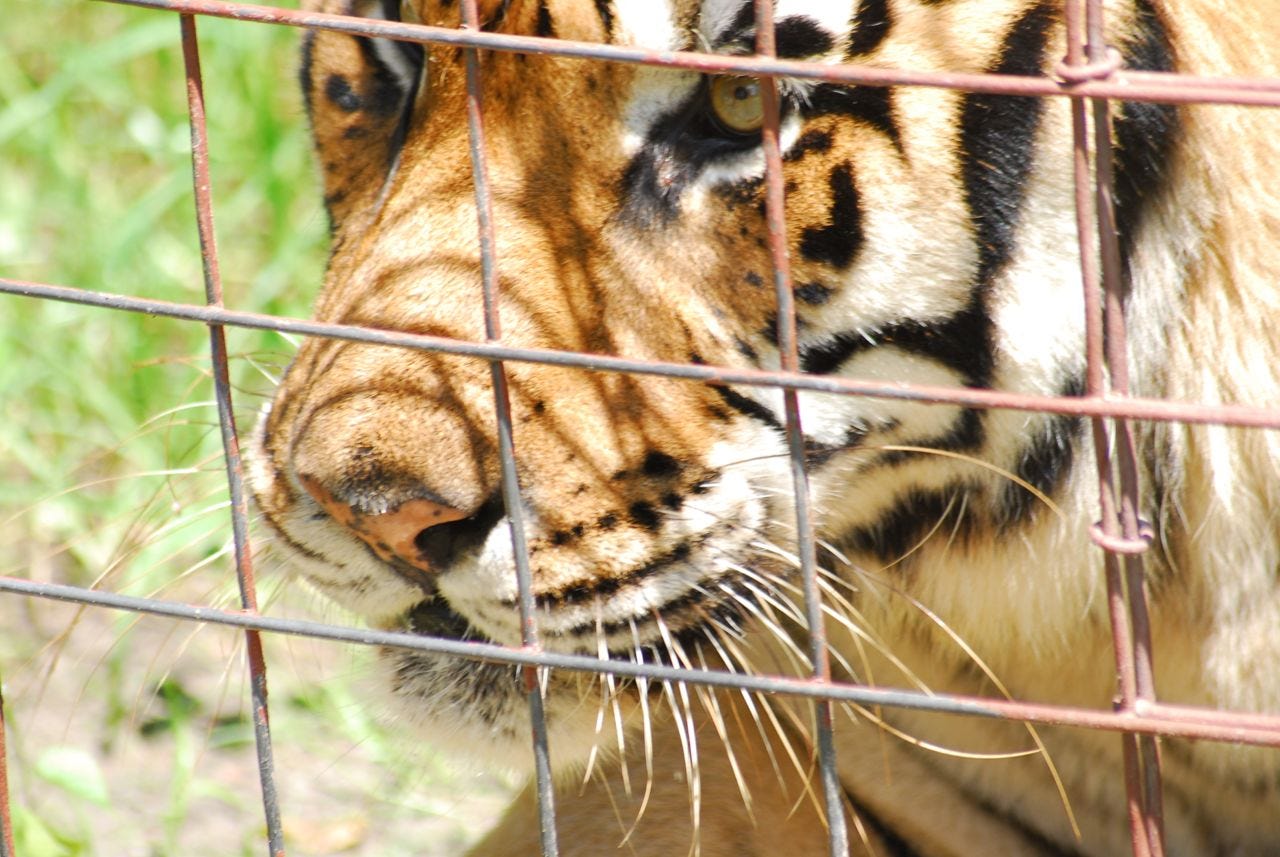 Shere_Khan_BCR_Saving_Wild_Tigers Shere_Khan_BCR_Saving_Wild_Tigers