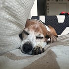 Gratitude: Chillin' with the dog.