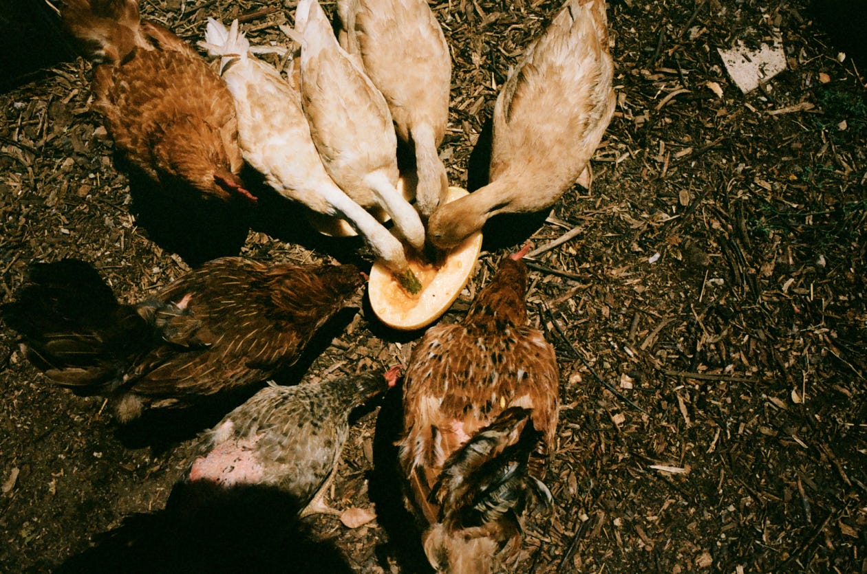 Balo's chicken and ducks feasting on melon
