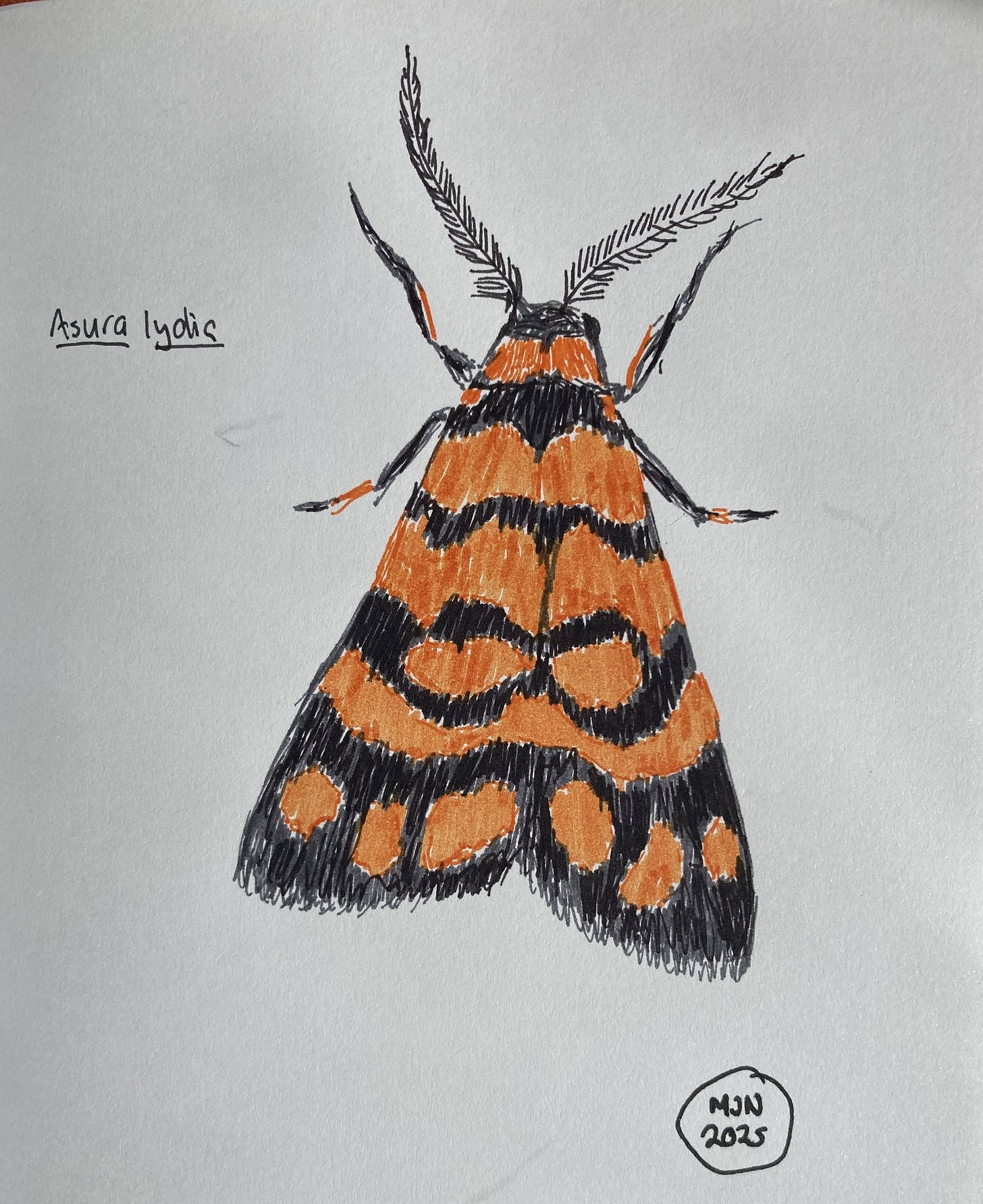 A felt pen drawing of an orange and black moth, with bold orange blotches on the wings and orange stripes on the legs
