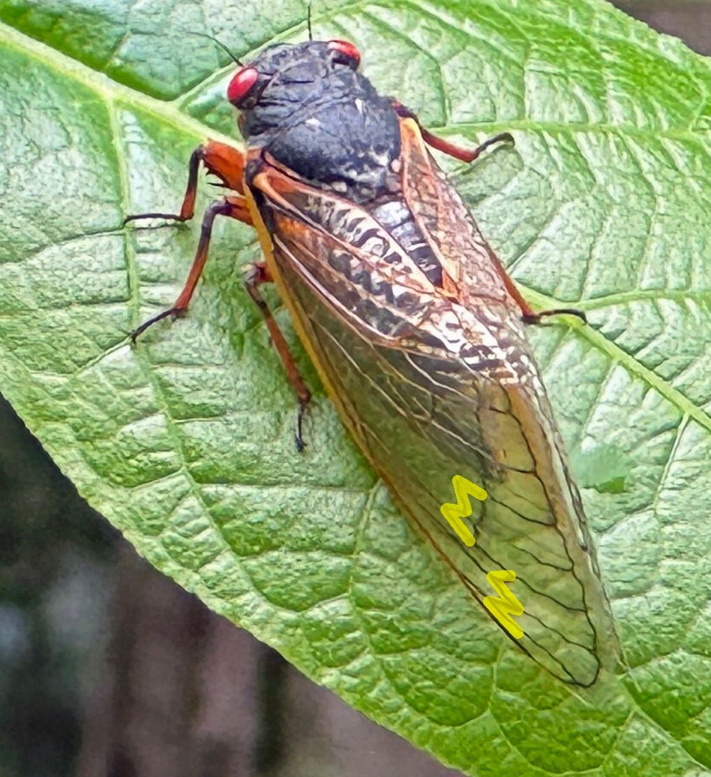 Summer of the Cicadas - by Cinda Williams Chima