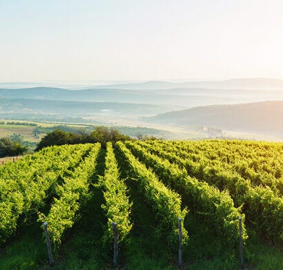 Meursault perrières 1er cru 2004 (DANCER Vincent, vin blanc), en vente en ligne, achetez vos grands crus et champagnes - Millesimes.com Meursault perrières 1er cru 2004 (DANCER Vincent, vin blanc), en vente en ligne, achetez vos grands crus et champagnes - Millesimes.com