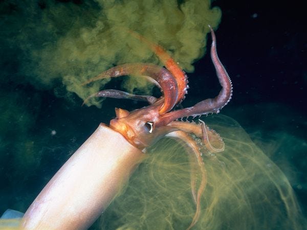 squid03-jumbo-squid_18211_600x450 squid03-jumbo-squid_18211_600x450