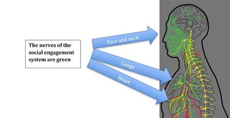 Why Is the Vagus Nerve Important To Your Health? | Michael Westgate