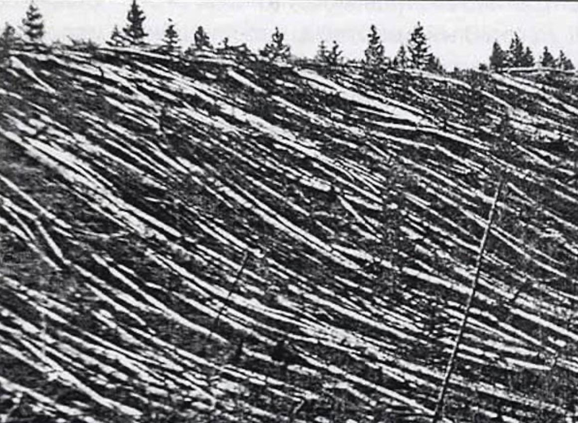 A 1928 photograph from Leonid Kulik’s expedition to the Tunguska Event site, where a massive mid-air asteroid burst in 1908 caused the most significant impact event in recorded history.