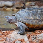 雨が降ると動き出す。オオヤマガメという亀