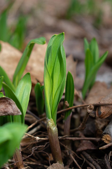 Close up images of ramps on a forest floor, shot by JB Douglas for The Wild Grocery