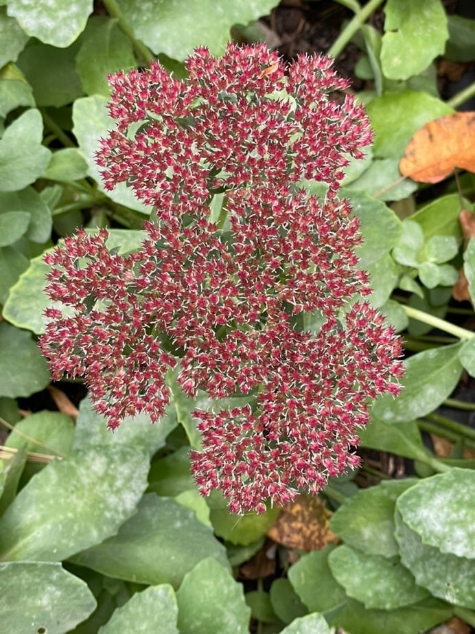 A close up of a plant

Description automatically generated