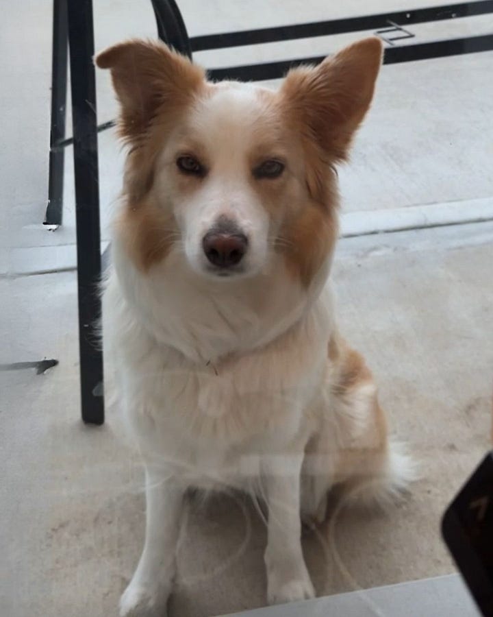 Honey the Border Collie