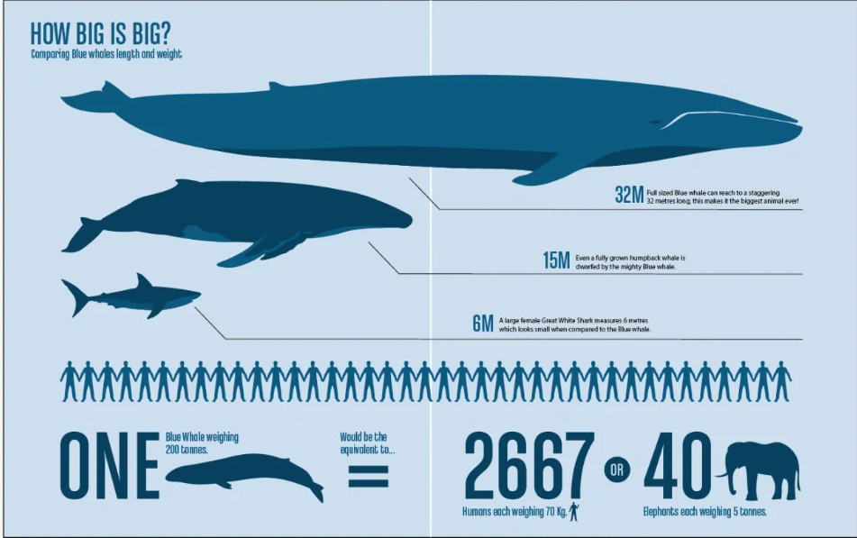 Infographic comparing the size of a blue whale to a humpback whale, great white shark, humans, and elephants, showing a full-sized blue whale reaching 32 meters and weighing 200 tonnes.
