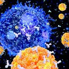 Failing Memory B cells from mRNA