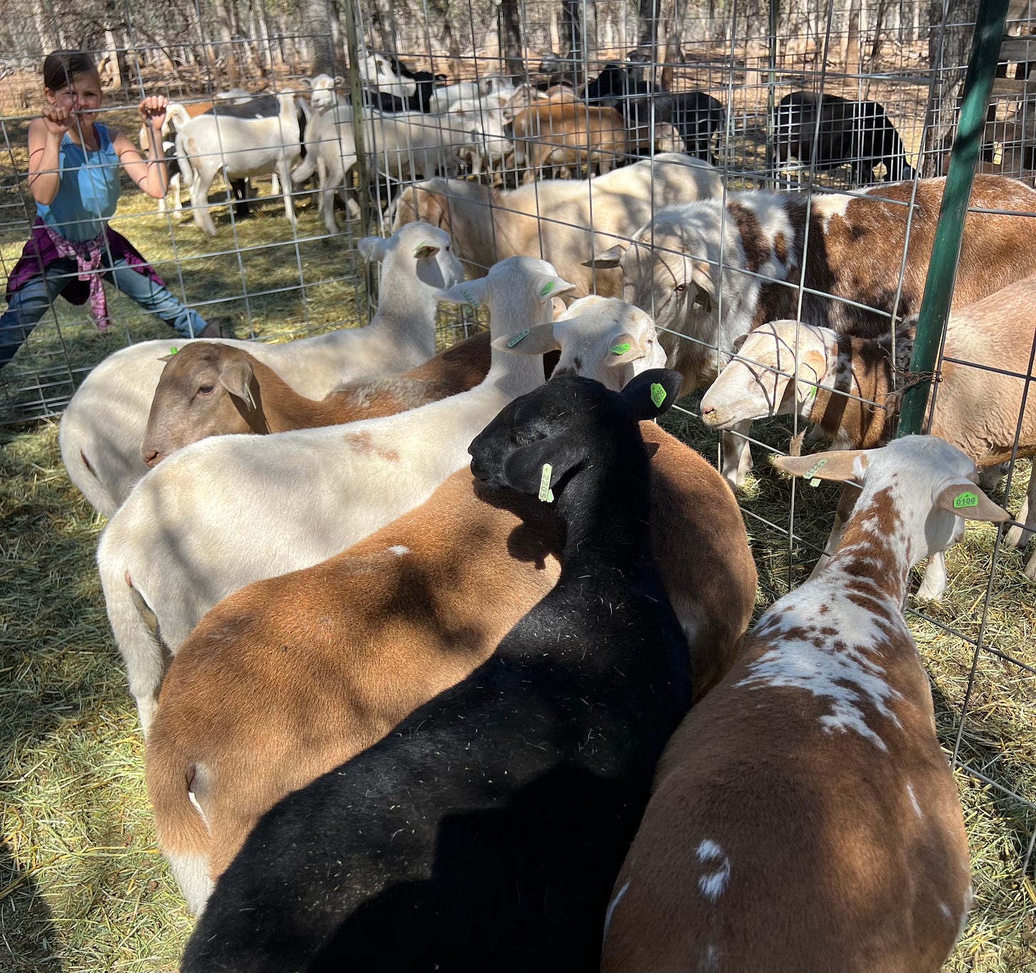 Katahdin sheep in separating pens