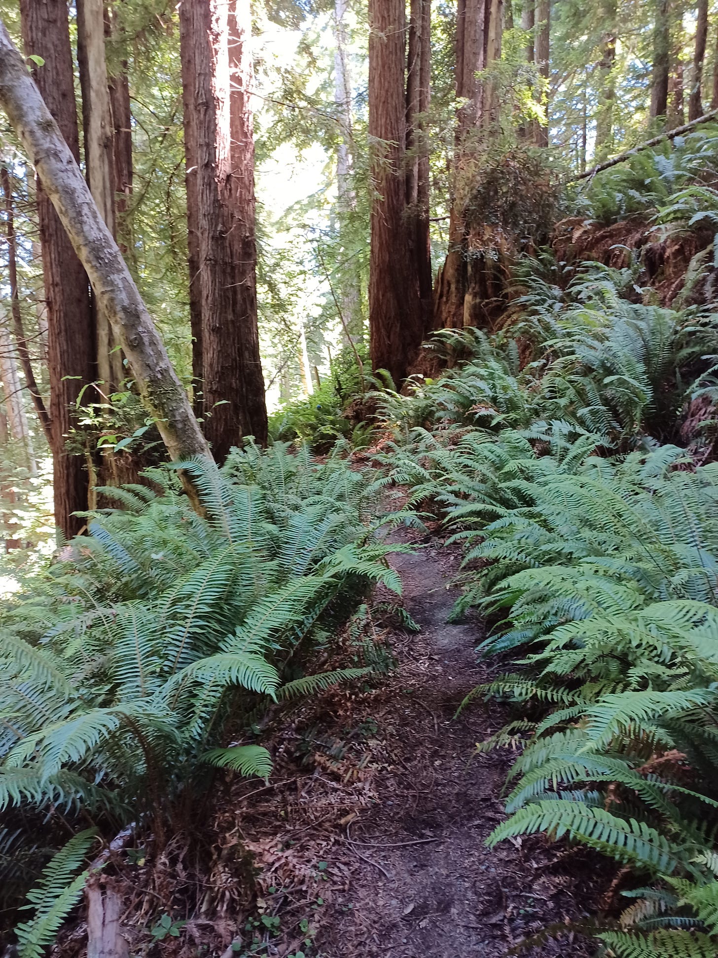 Van Damme State Park, August 19, 2025