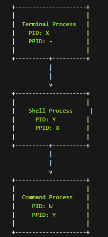 "An arrow-shaped process diagram showing the parent-child process relationship between a Terminal Process, a Shell Process, and a Command Process. The Terminal Process creates the Shell Process, which in turn creates the Command Process when a command is executed. Each process has a unique process ID (PID) and a parent process ID (PPID) that identifies its parent process in the process hierarchy." "An arrow-shaped process diagram showing the parent-child process relationship between a Terminal Process, a Shell Process, and a Command Process. The Terminal Process creates the Shell Process, which in turn creates the Command Process when a command is executed. Each process has a unique process ID (PID) and a parent process ID (PPID) that identifies its parent process in the process hierarchy."
