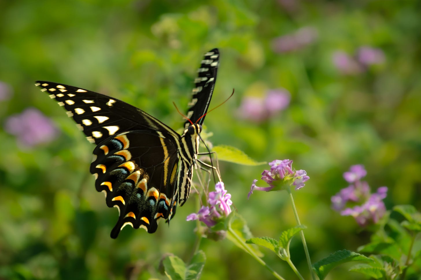 A Swallowtail butterfly on purple Lantana