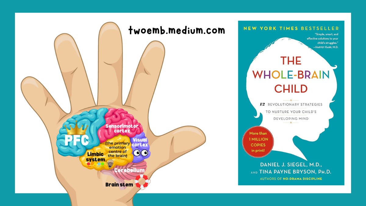 Dr. Siegel's Hand Model of the Brain - by Jillian Enright