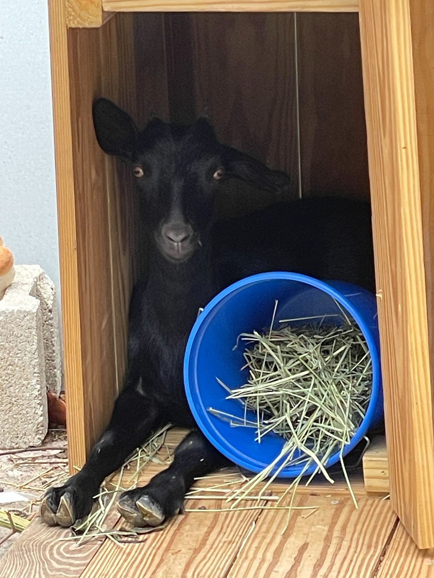 Choupie stealing Woolley's hay Choupie stealing Woolley's hay