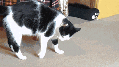 Great Dane and Cat Play Together | Gifrific