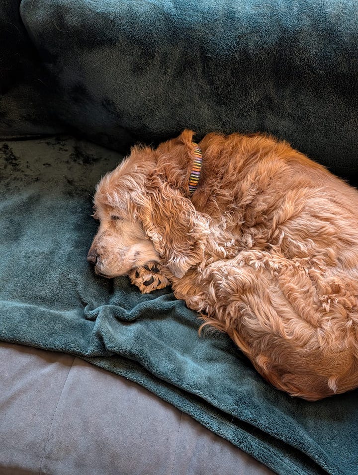 Dexter asleep in a colourful rainbow knit dog jumper beside a toy bone embroidered with his name. Playful and affectionate image shared in Amy Twigg’s Tarot DMs interview, showing the cocker spaniel whose presence shaped her writing life.