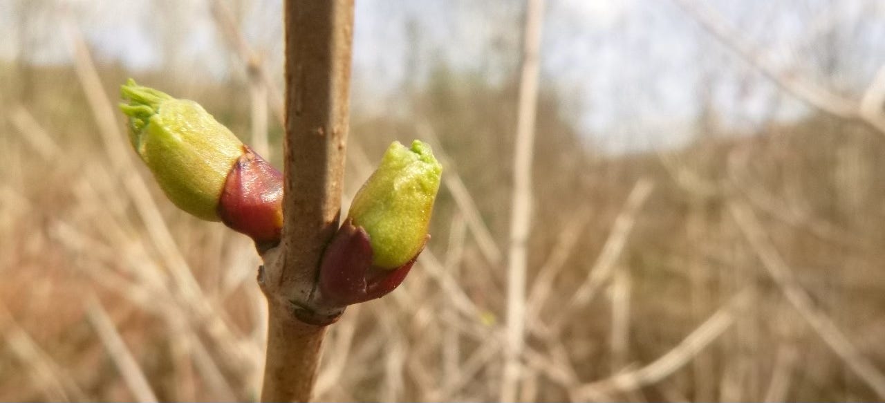 Fresh green buds on stem of cramp bark