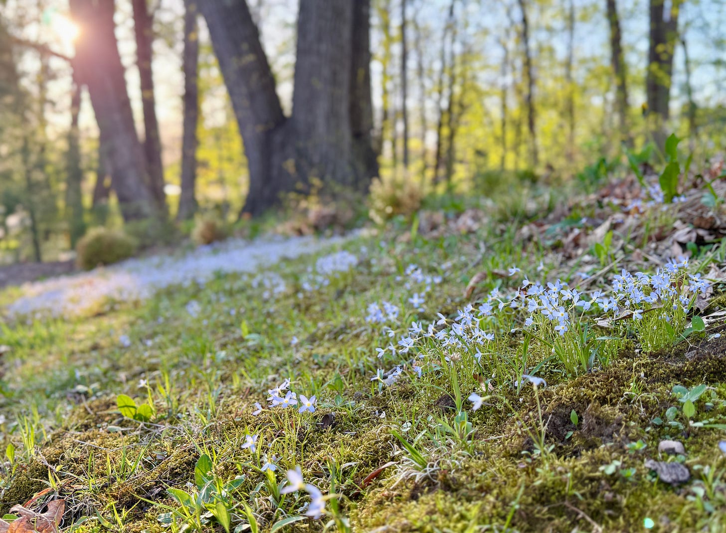 Sunset through the bluets last week. 