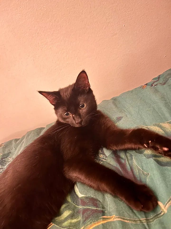 Sylvester being, frankly, too adorable for words