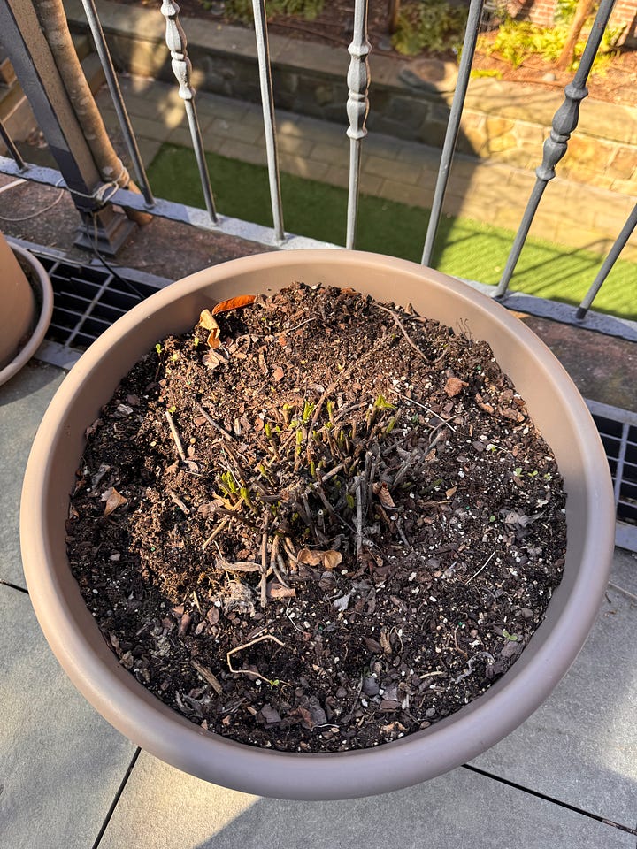 container gardening in the city
