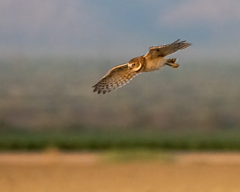 20250811-BurrowingOwl-181-Edit.jpg