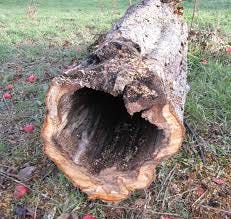 What is the meaning of “hollowing” in ... What is the meaning of “hollowing” in ...