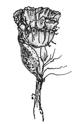 ink and pencil drawing of a flower