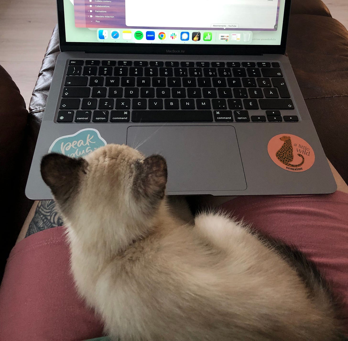 Kitten Skye is nestled snugly on a lap while peering at the laptop in front of her. Kitten Skye is nestled snugly on a lap while peering at the laptop in front of her.