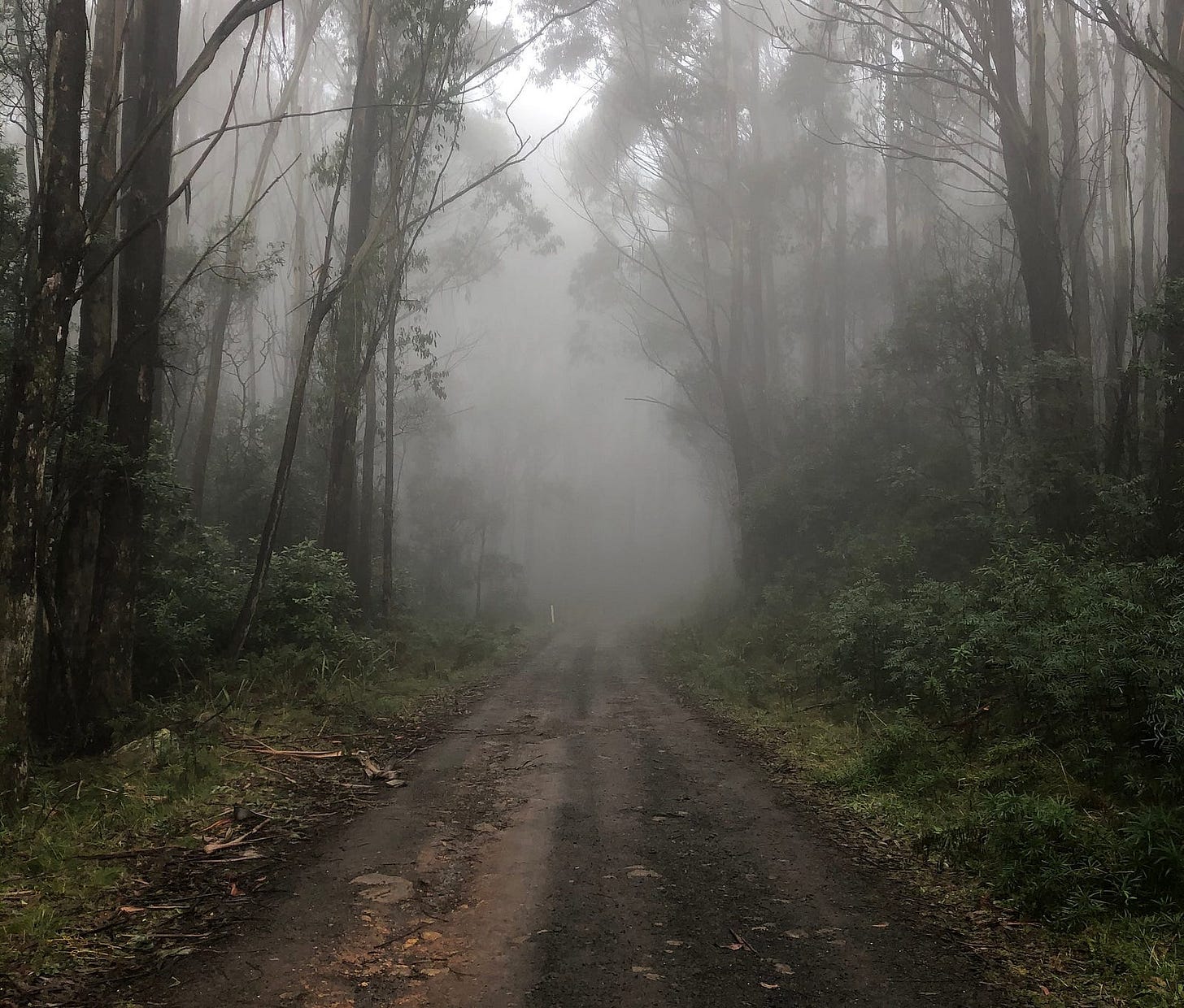 A foggy forest dirt road in the Australian outback, with dar green foliage and tall trees lining the road, and the end of the road invisible in the fog.
