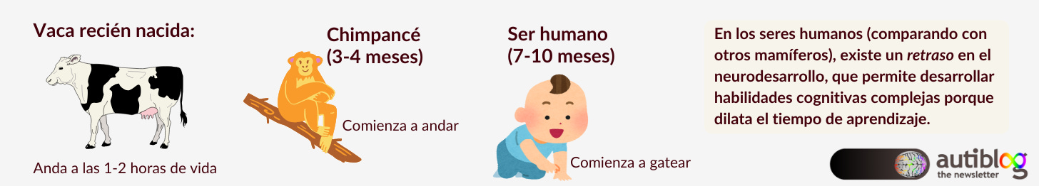 En los seres humanos (comparando con otros mamíferos), existe un retraso en el neurodesarrollo, que permite desarrollar habilidades cognitivas complejas porque dilata el tiempo de aprendizaje. Las vacas comienzan a andar a las 1-2 horas de vida, los chimpancés a los 3-4 meses, mientras que los seres humanos no gatean hasta los 7-8 meses de vida.
