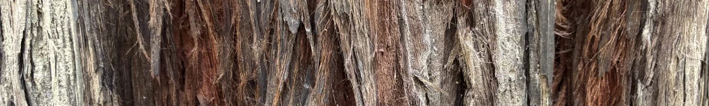 closeup of redwood tree bark in browns and grey