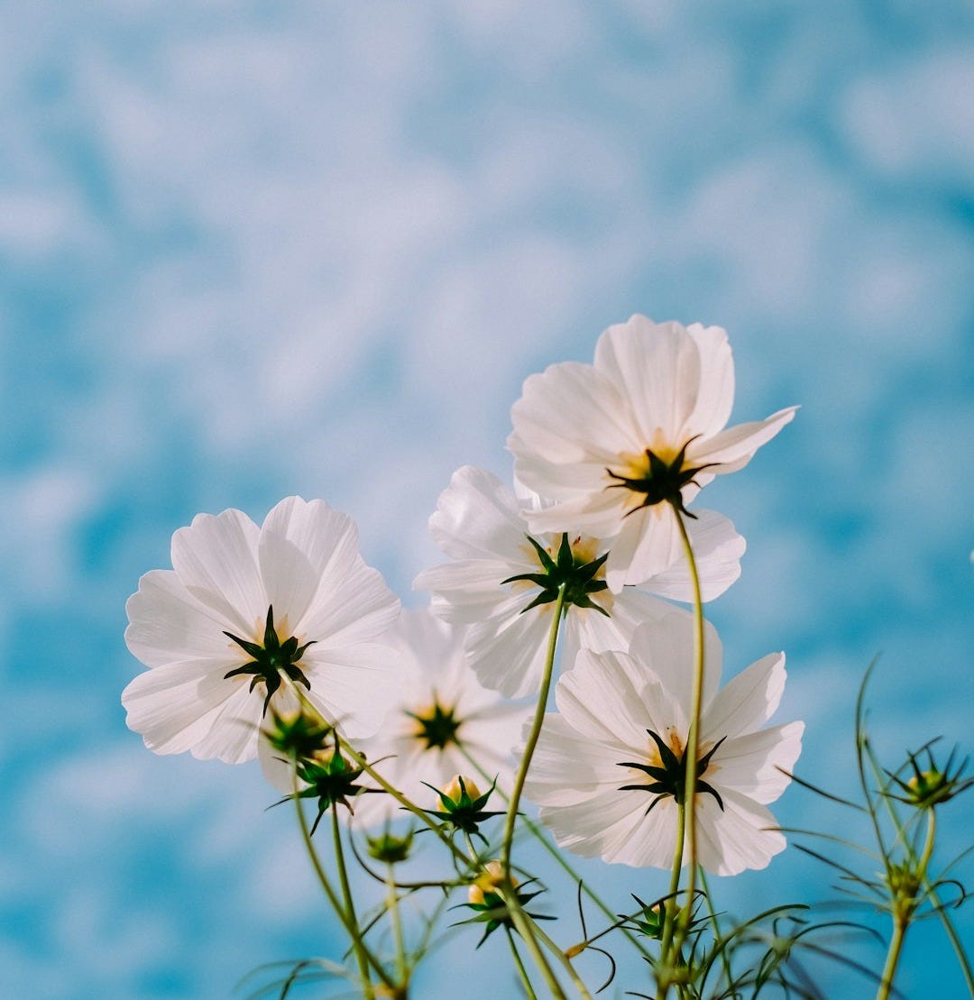 white petaled flowers during day