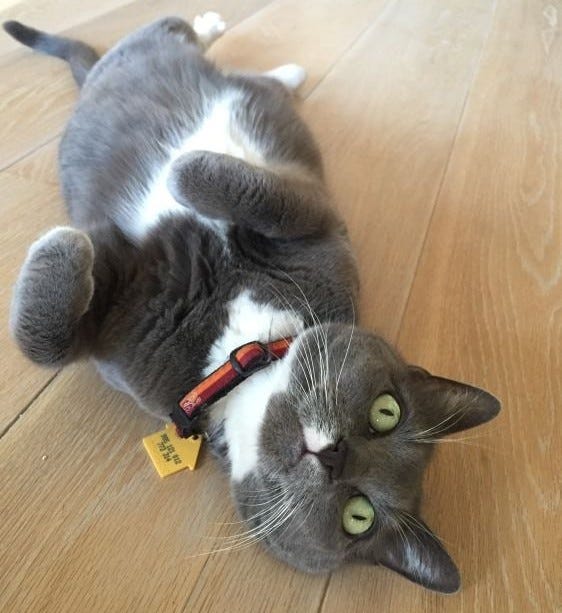 Margo, a short haired gray and white cat with light green eyes, black nose, and white whiskers, is lying on its back on the floor with front paws curled under. Margo has a white patch on its neck and another on its chest. Margo, a short haired gray and white cat with light green eyes, black nose, and white whiskers, is lying on its back on the floor with front paws curled under. Margo has a white patch on its neck and another on its chest.