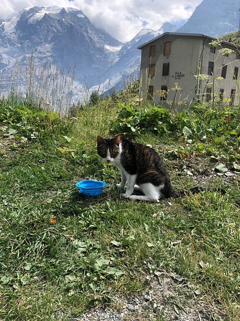 A tabby and white cat is shown in the car, exploring the grass and a pond, eating with a mountain view in the background.