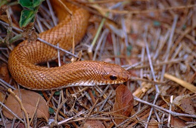 Madagascan Golden Hognose Snake (Leioheterodon modestus)
