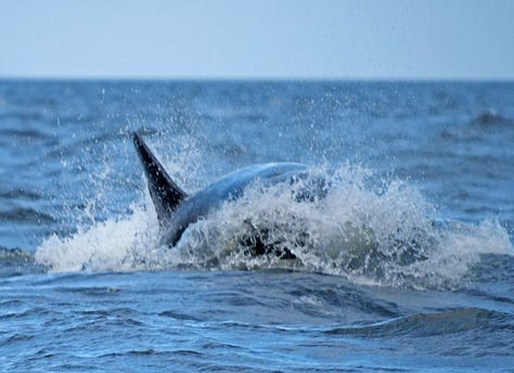 Bigg's orcas hunt Steller sea lion