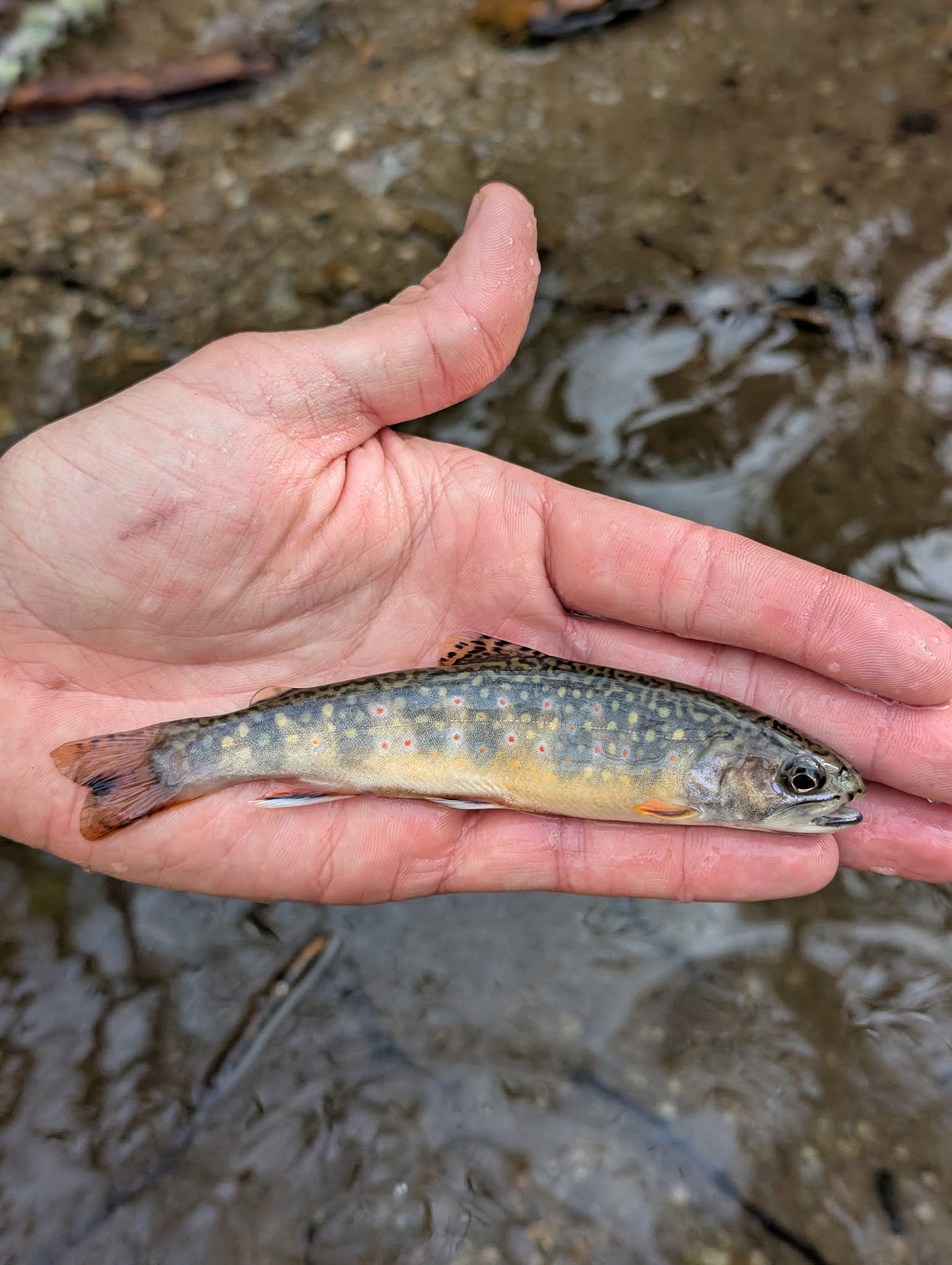 DISPATCH 40: They're Selling It