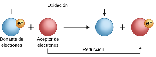 Reacciones redox - Labster