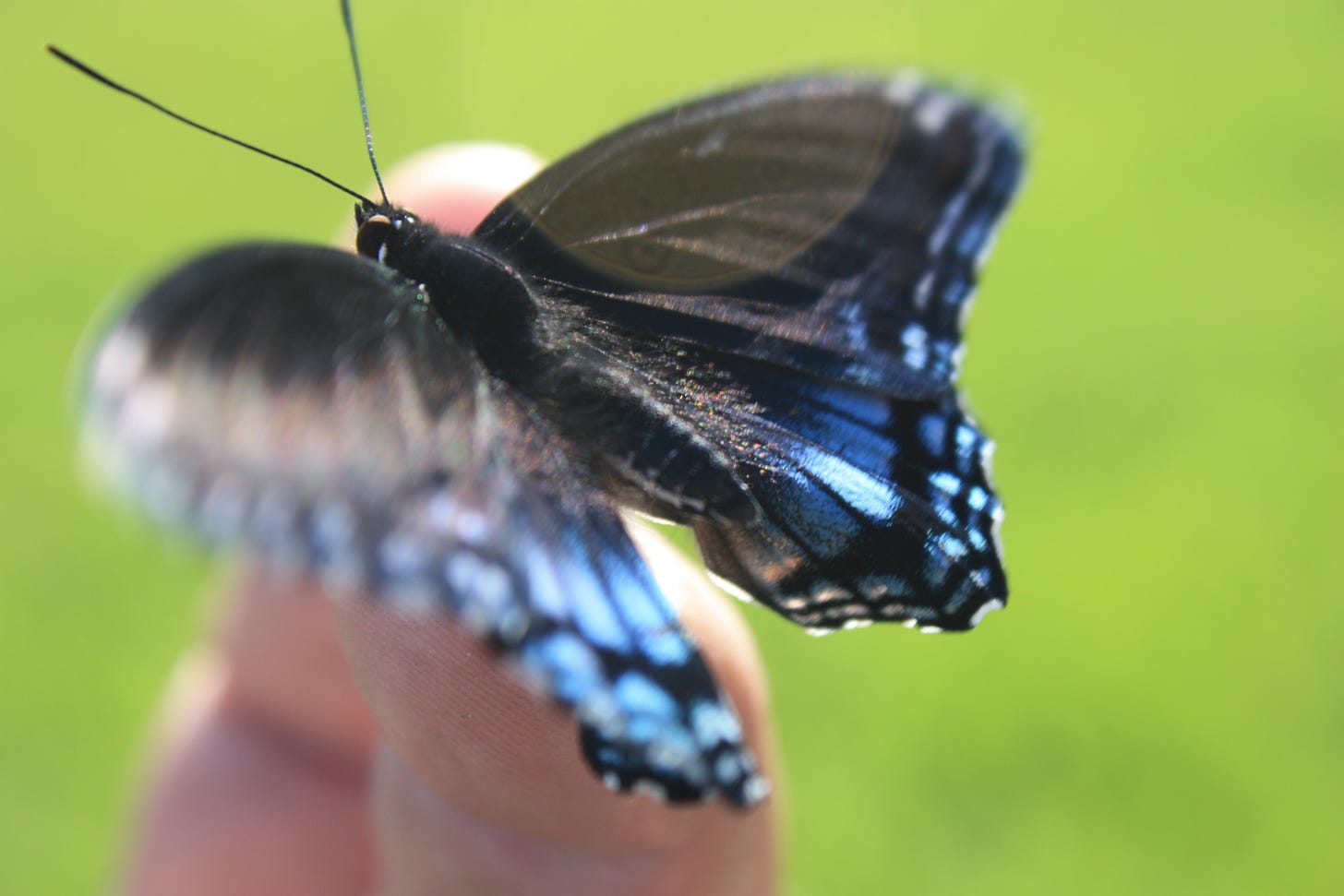 A butterfly on a finger
