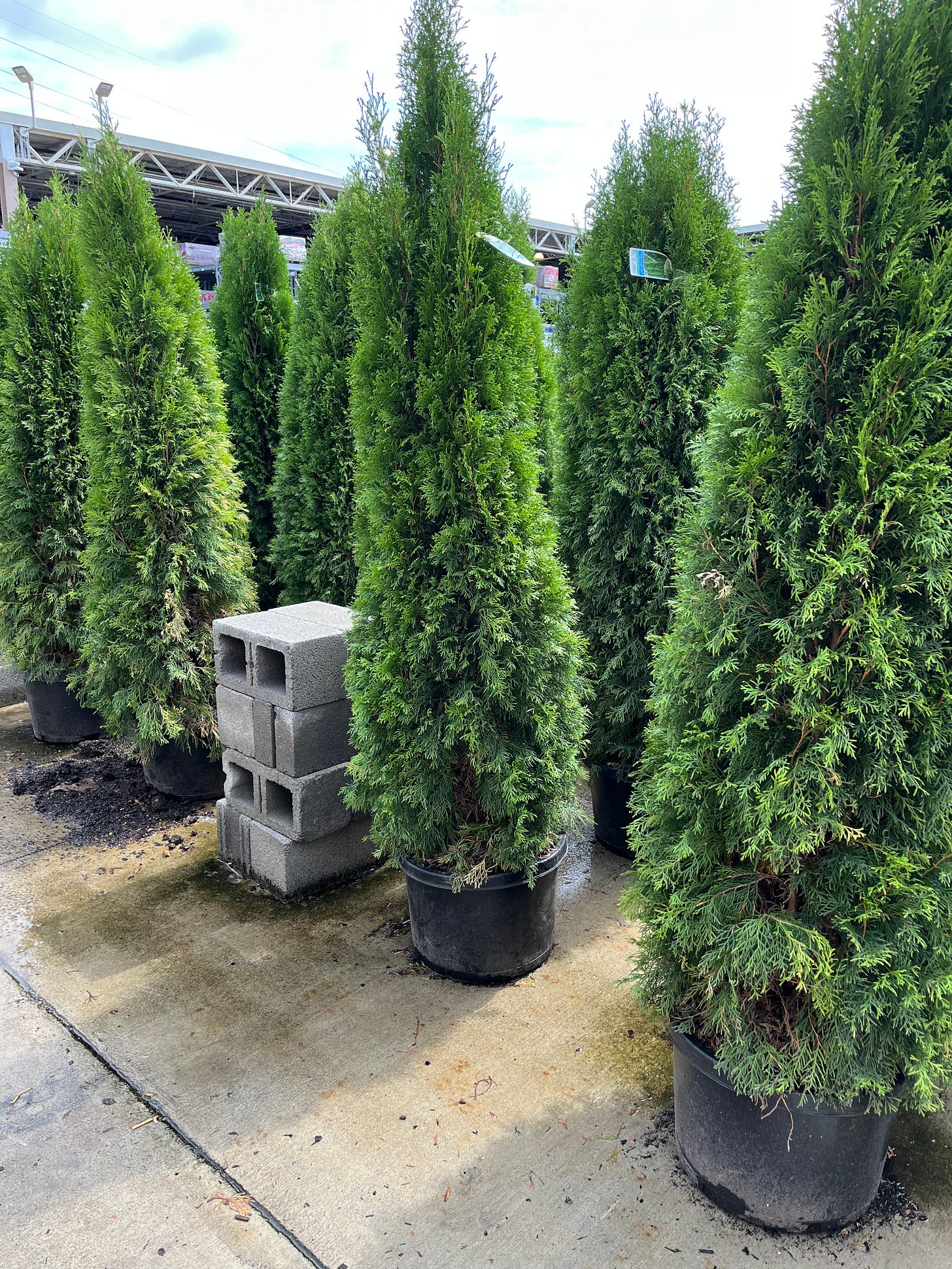 Photo of arborvitae for sale at a store.