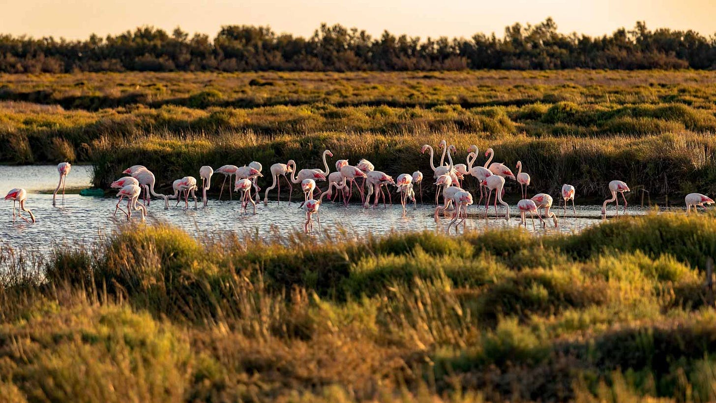 Seville to Doñana National Park 2 day 1 night trip - Welcome to Seville