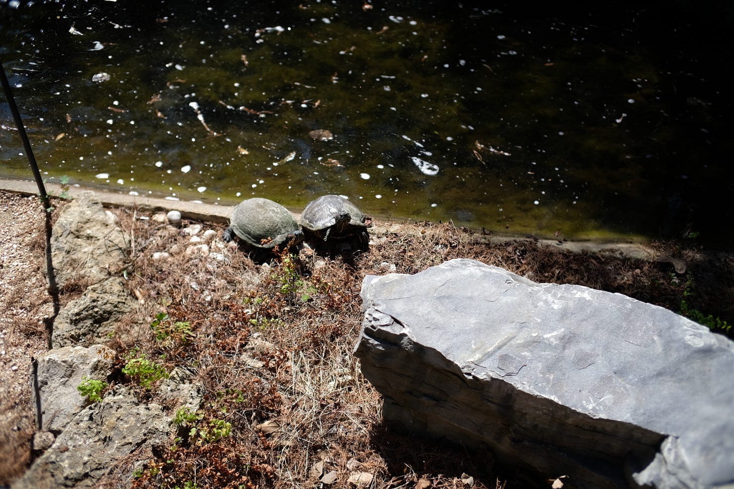two turtles on rocky, dry grass besides a pond