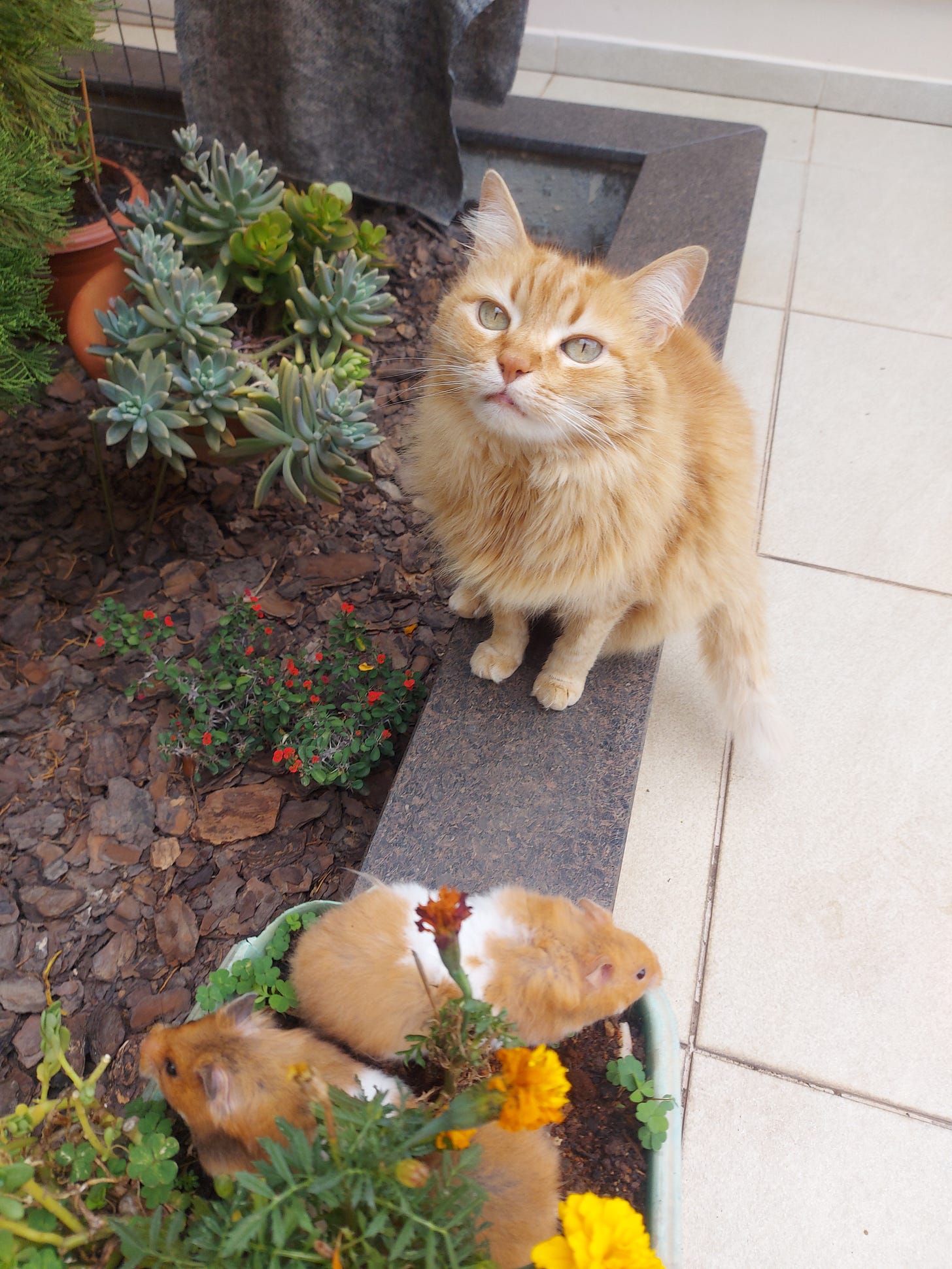 Uma gata amarela em um jardim com duas hamsters que estão em um vaso de flores e folhas.