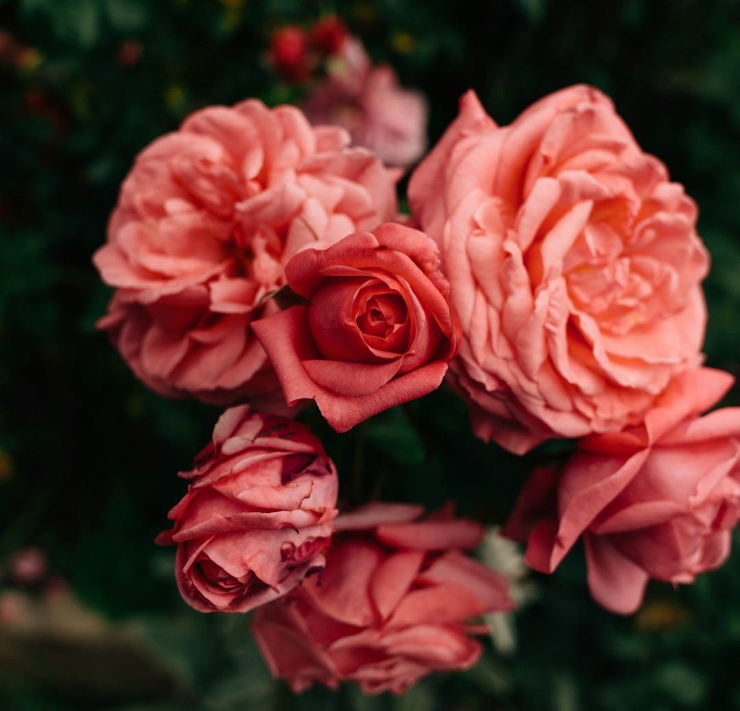 close up photography of pink rose