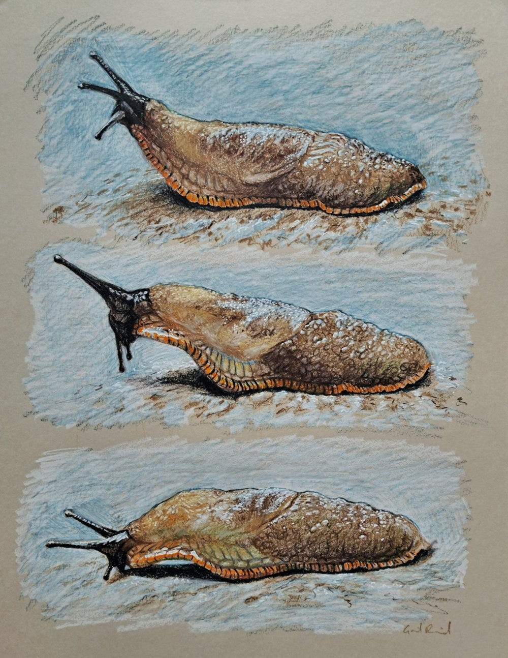 Slug noticing something Slug noticing something