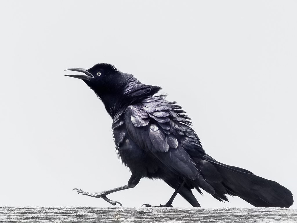 Male great-tailed grackle strutting Male great-tailed grackle strutting