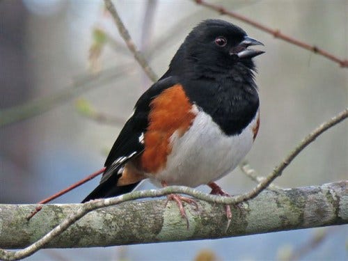 Rufous_Sided_Towhee